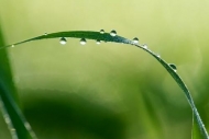 vegetation;plants;Abstract;Rain;First-Light;Dew;Green;greenery;botanicals;Break-